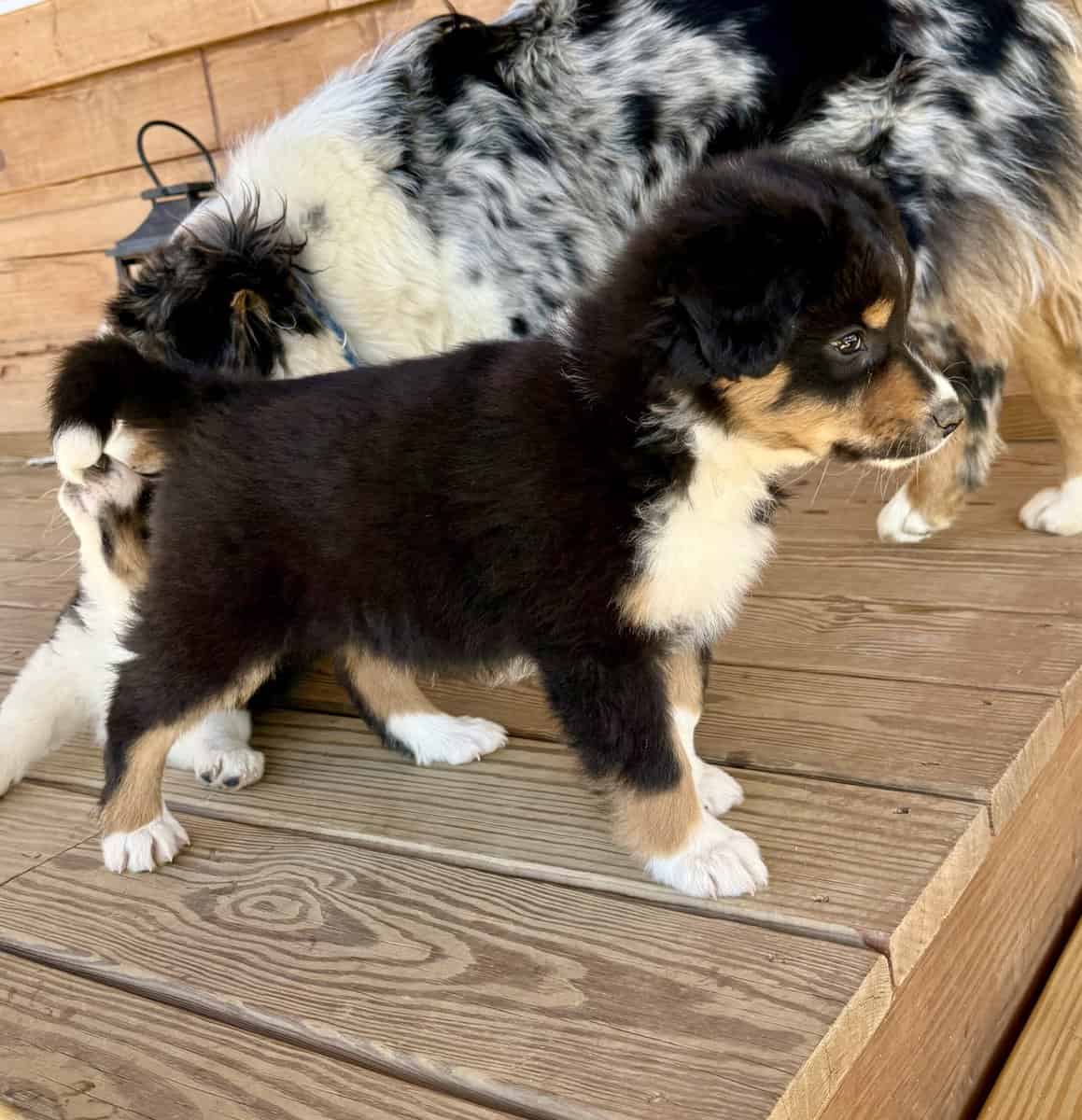 Purebred Australian Shepherd Puppy image 2