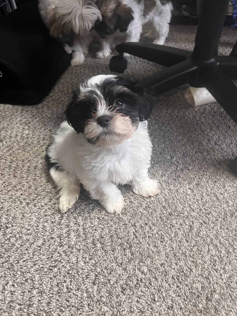 Shorkiepoo puppy image 1
