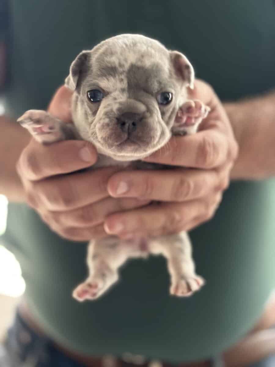 AKC French Bulldog Puppies for sale! image 5