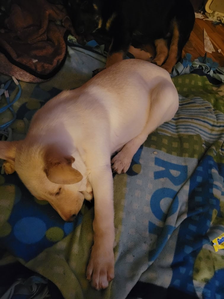 Male and female Shepard puppy image 1