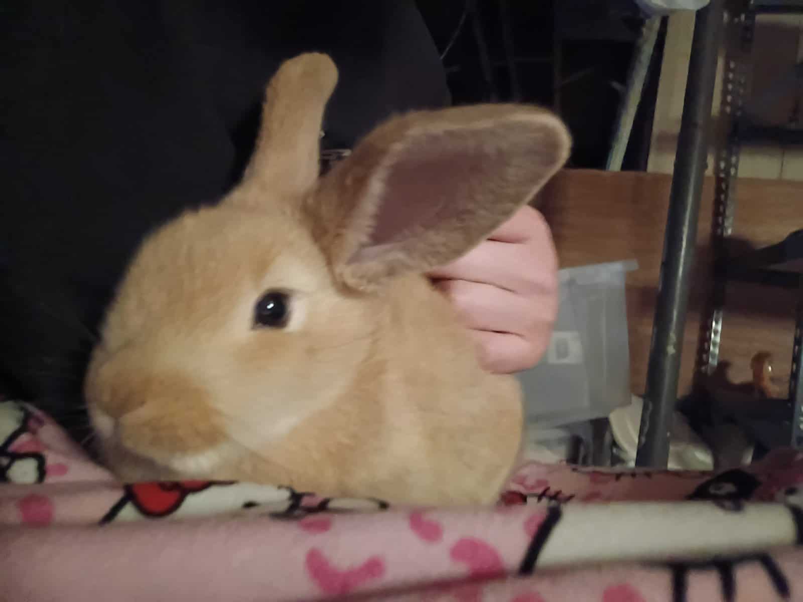 7 month old Rabbit Prada image 3