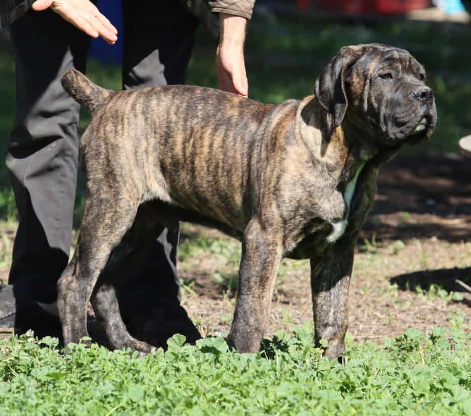 Male cane corso image 1