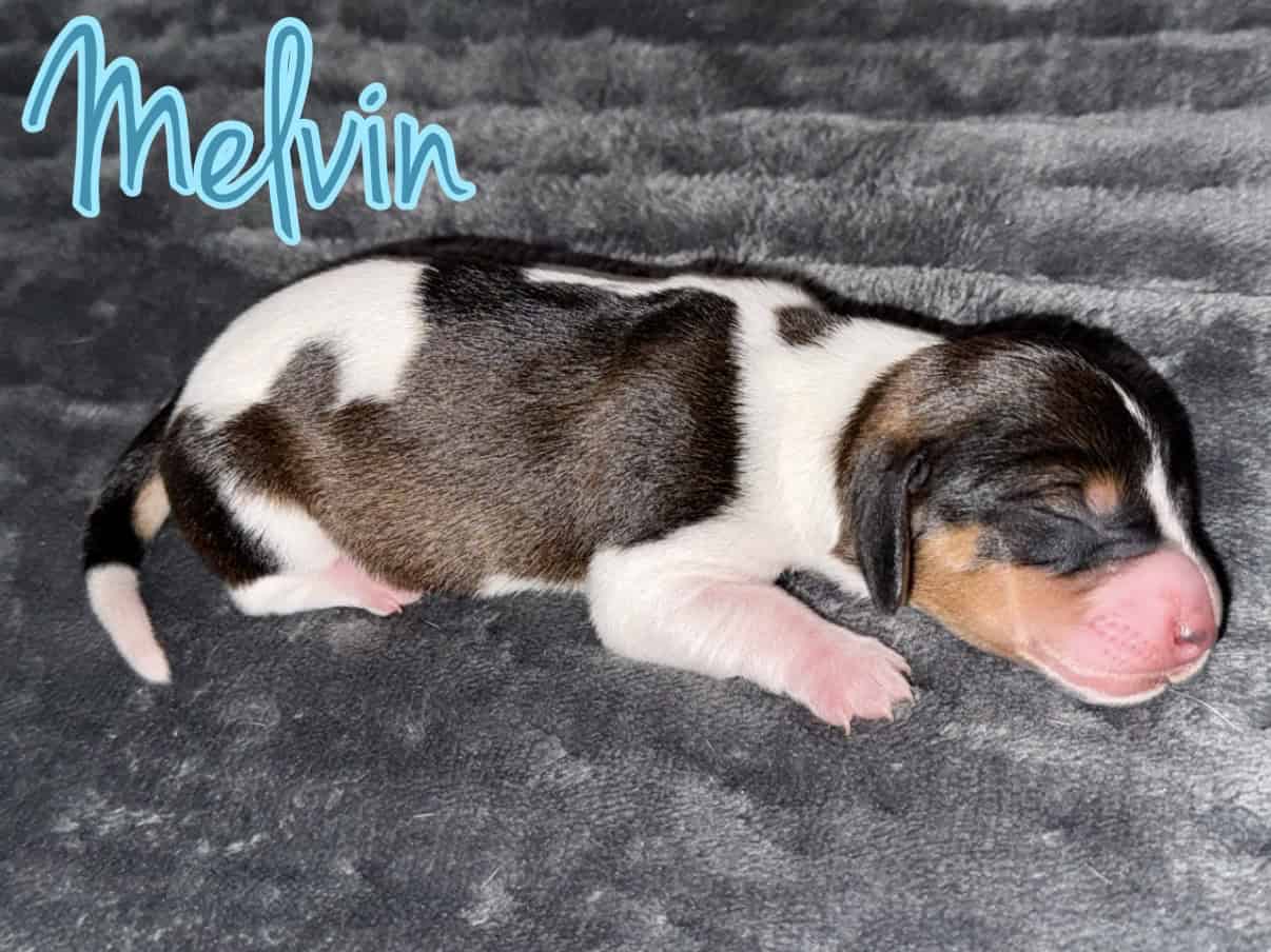 purebred dachshund pups image 11