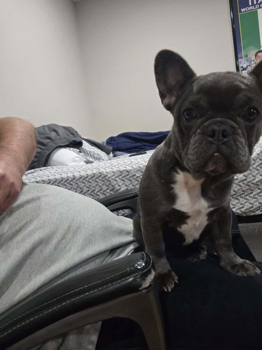 French bulldog image 5