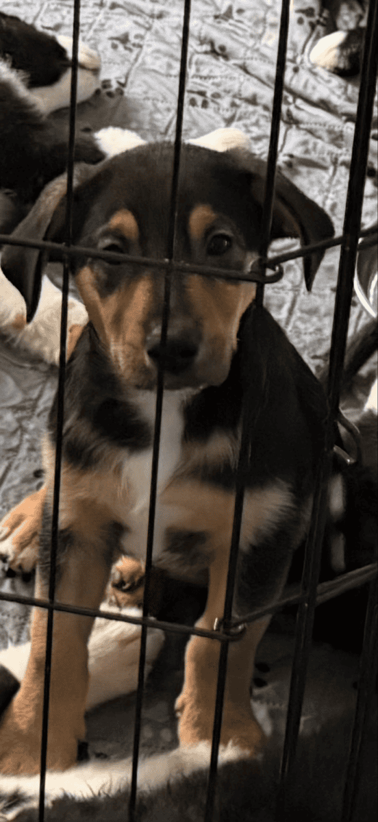 Mixed Aussie puppies image 1