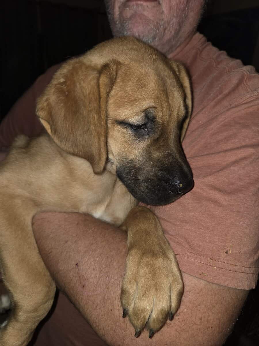 Boxsky (Boxer/Husky) puppies image 4