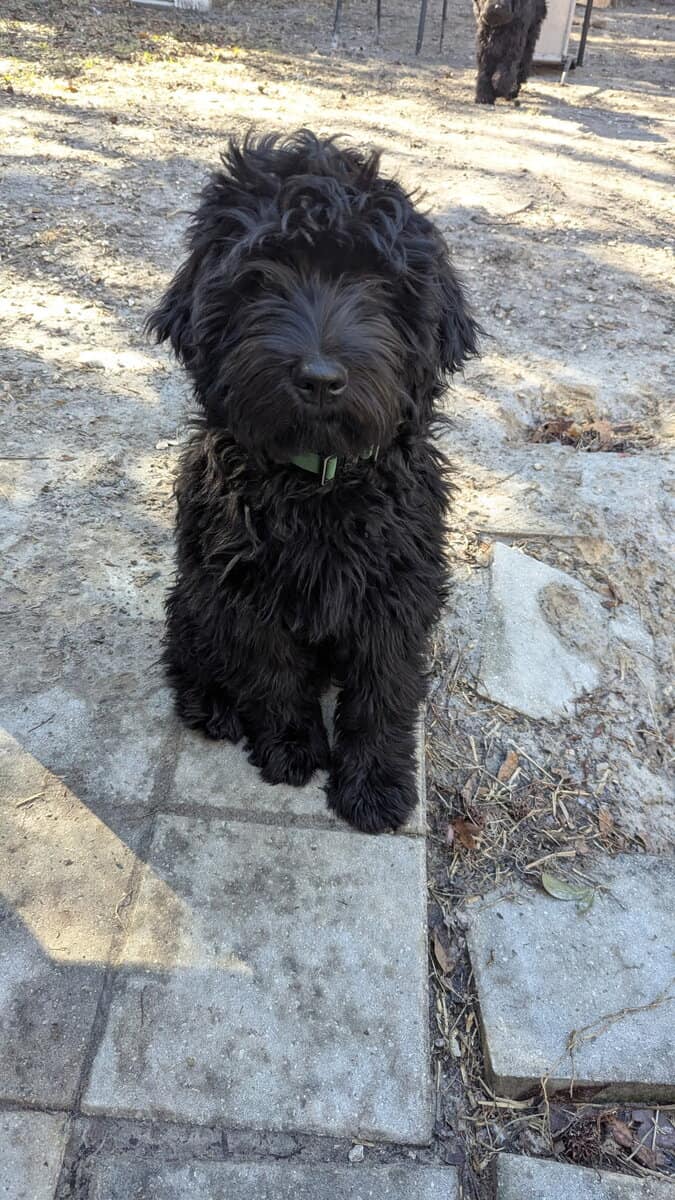 Sweet Whoodle Puppies image 3