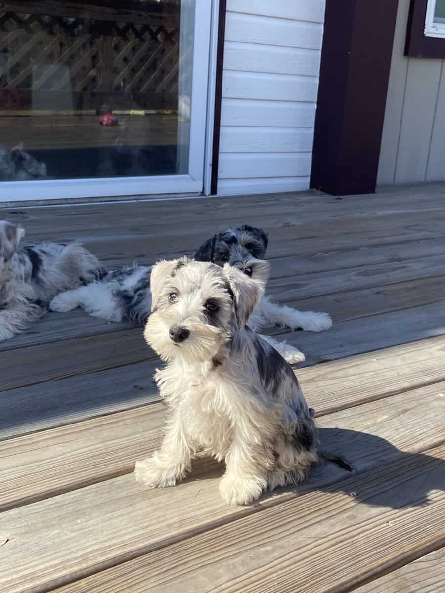Mini Schnauzers image 2