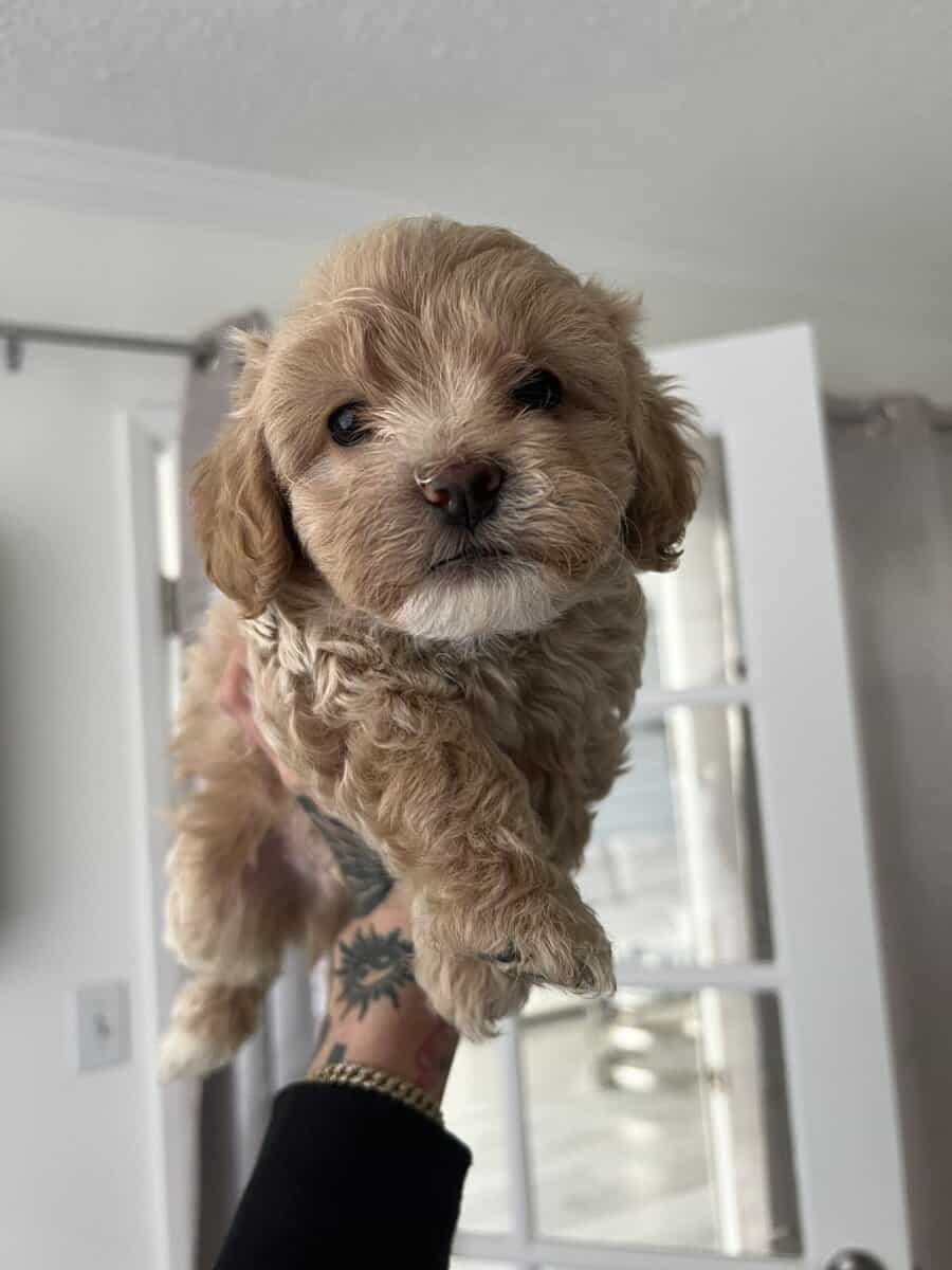 Poodle Mix Puppies image 3