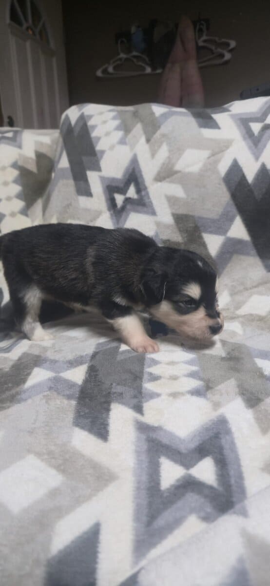 10 pyrenees x malmute hybrid puppies image 11
