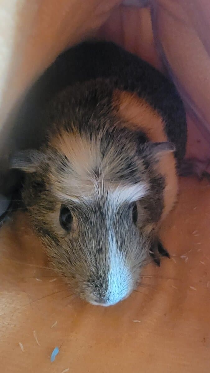 Guinea Pigs in need of a new home image 2