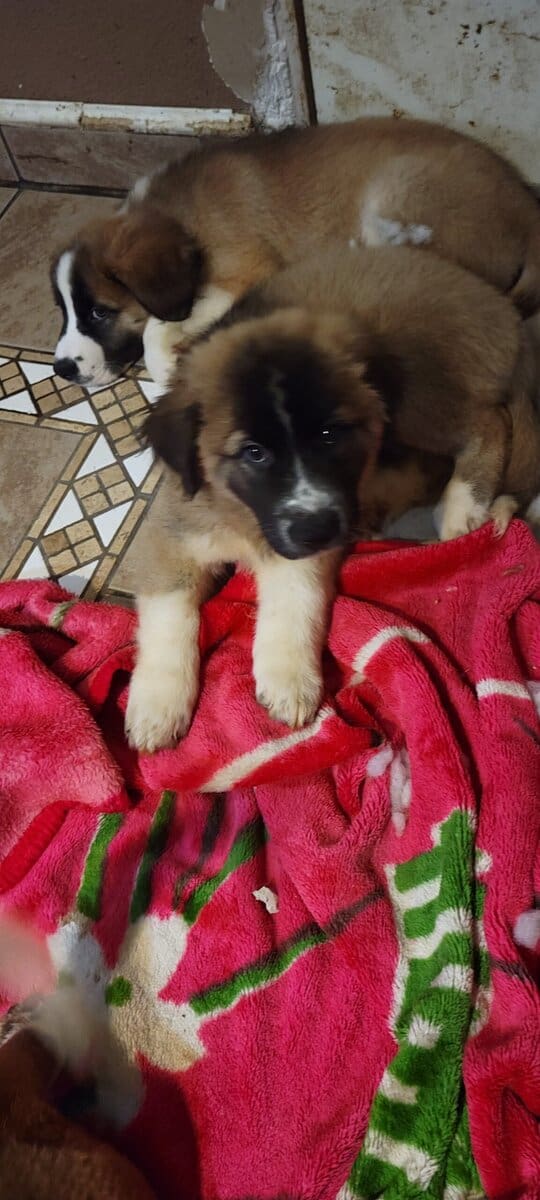 St. German Puppies image 4