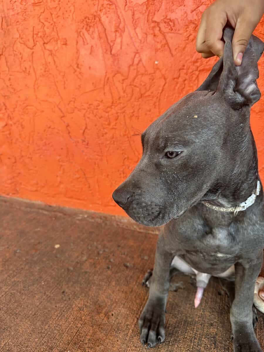 Cane corso puppies image 5