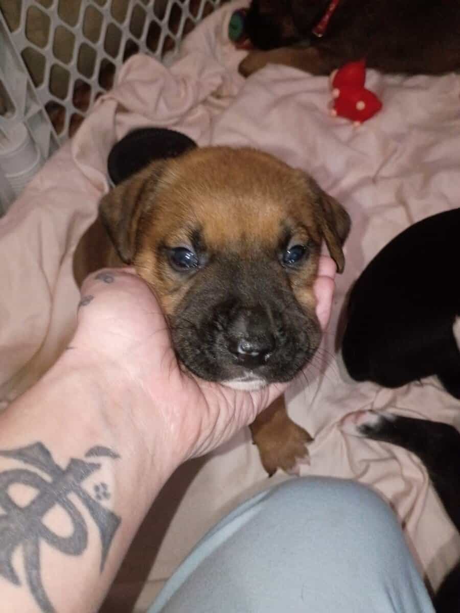 American Bully lab mix puppies image 13