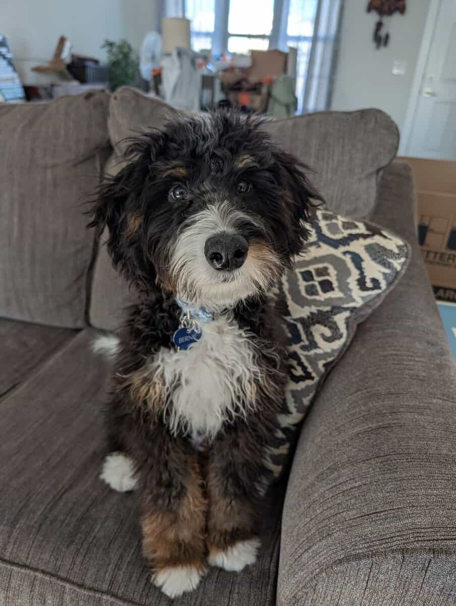 Bernadoodle puppy image 1