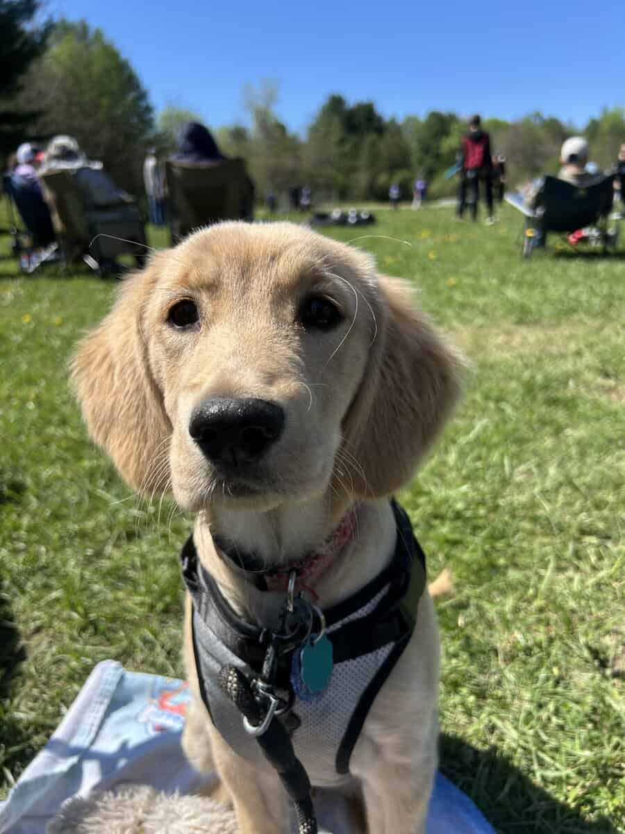 Mika-13 month old- Golden Retriever image 5