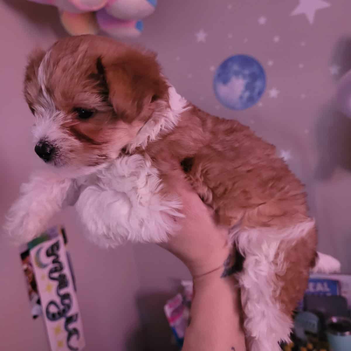 2 male morkies image 2