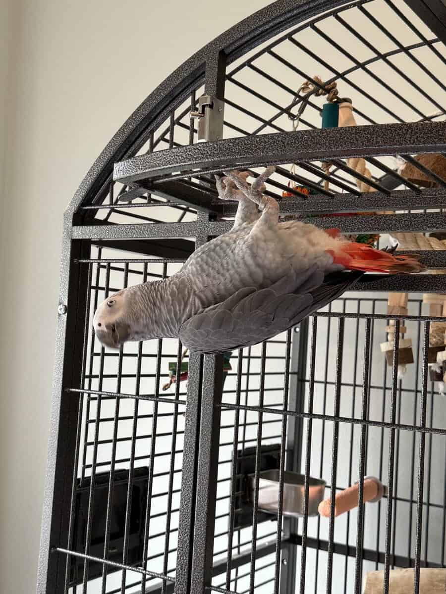 Beautiful & Healthy 3 year old African Grey image 3