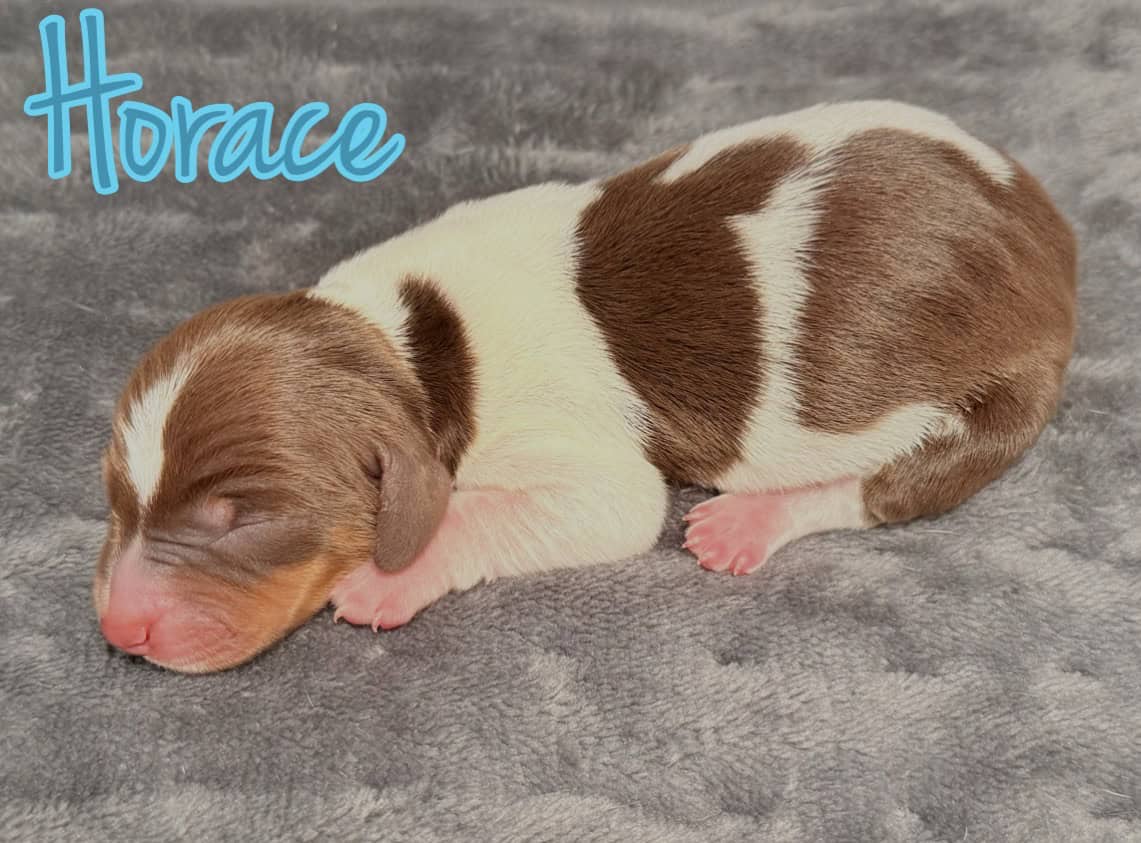 purebred dachshund pups image 10