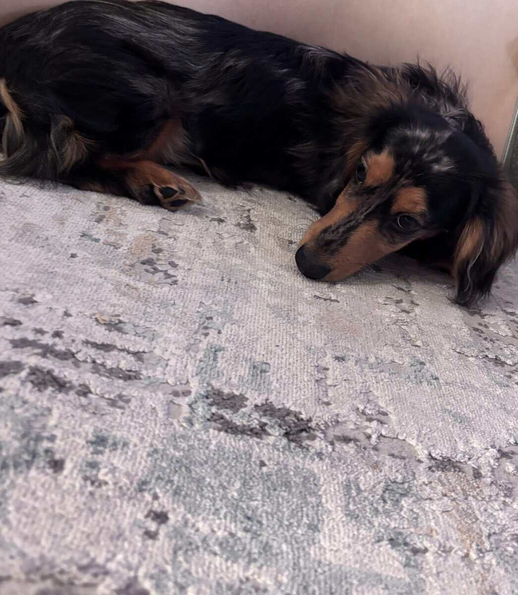 7 Month Male Mini Dachshund image 3