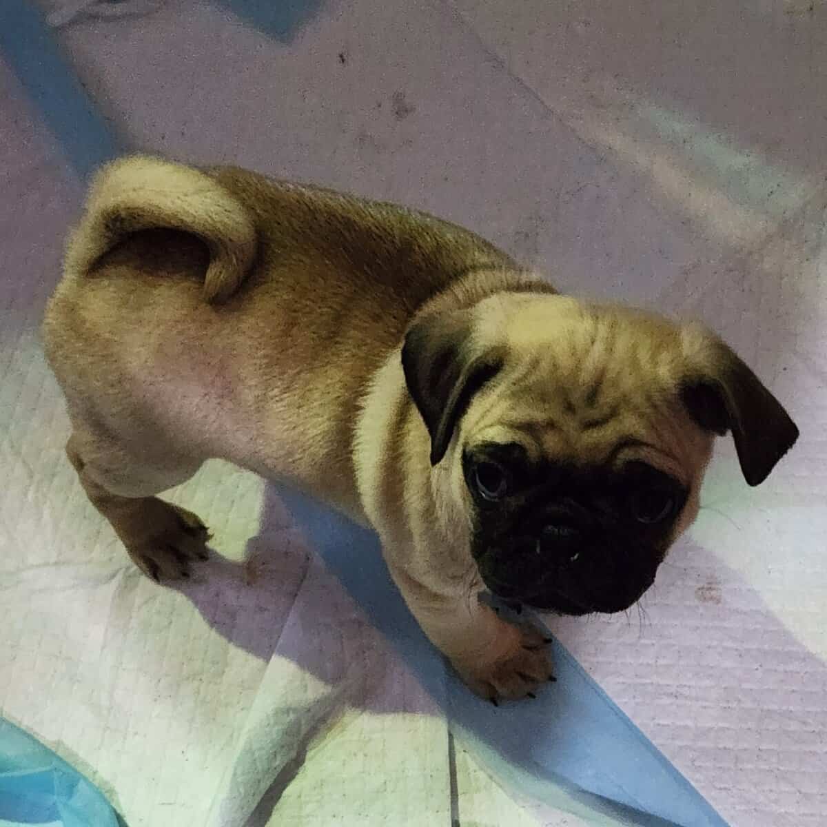 Ready for their furever home. image 3