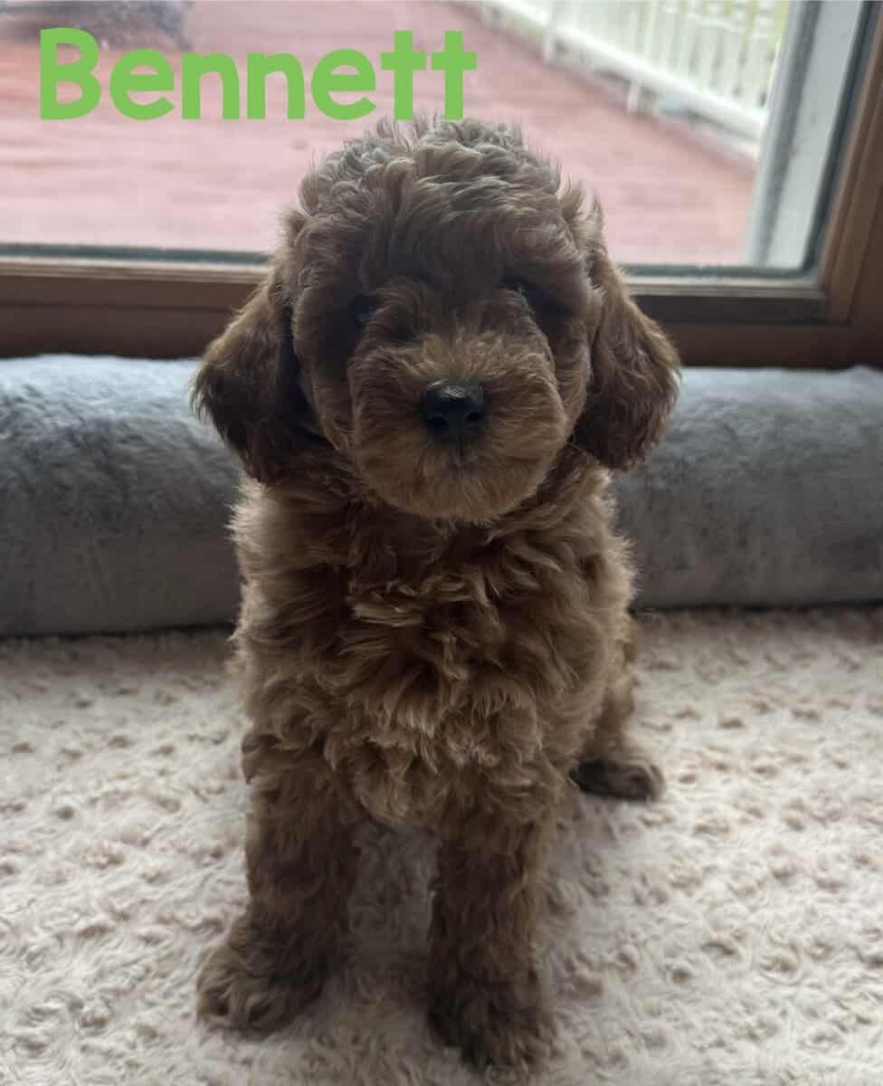 Mini Goldendoodles image 6