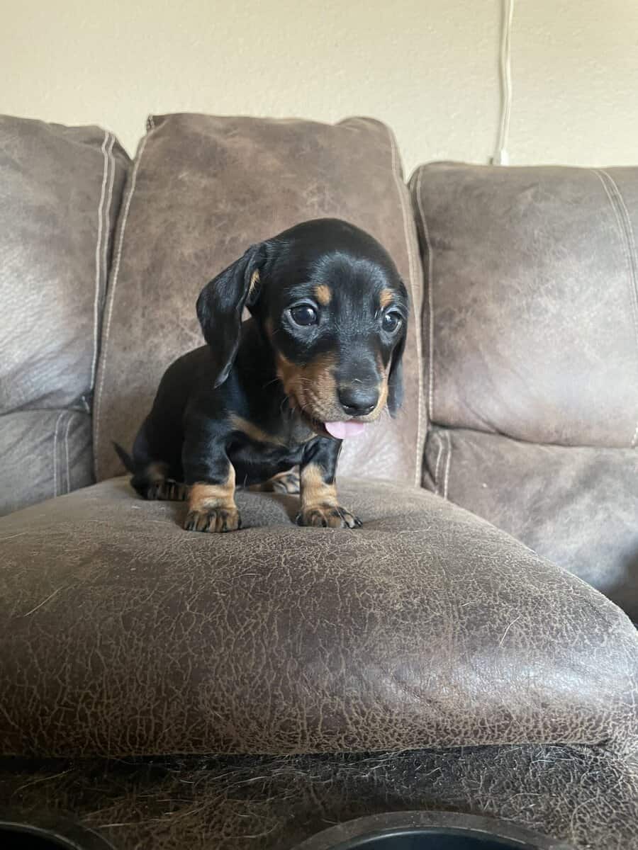 Female Miniature Dachshounds image 3