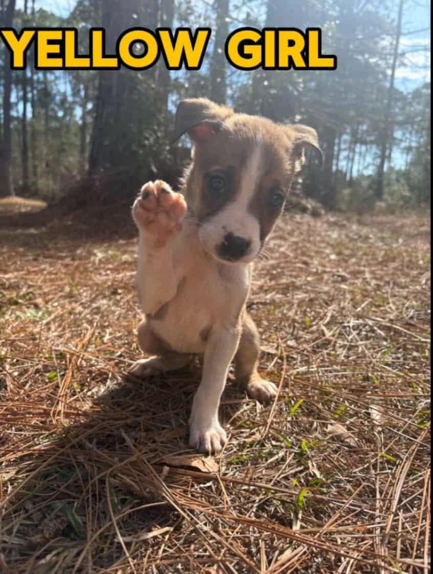 Aussie x Blackmouth Cur puppies for adoption image 3