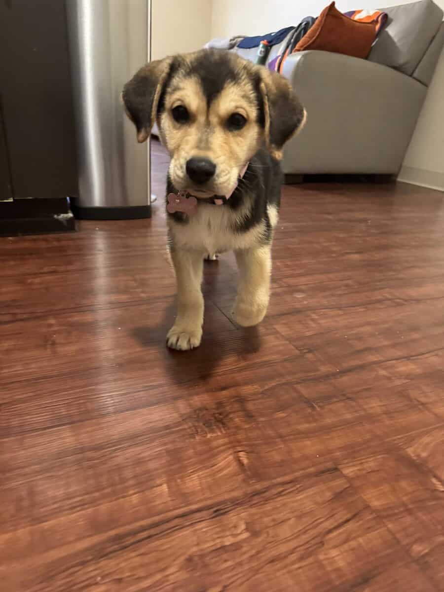 Selling puppy and everything that comes with her image 3