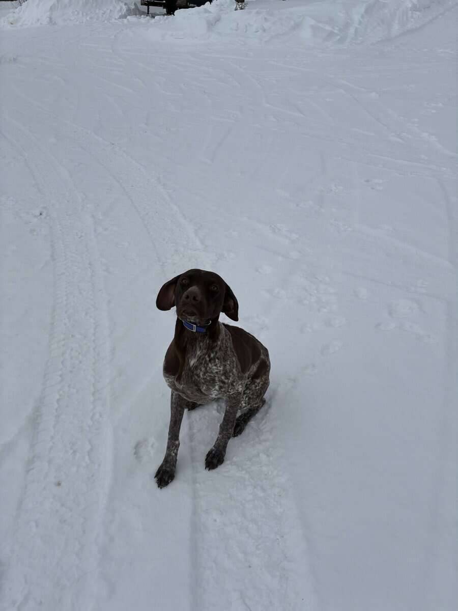9 month old male gsp puppy image 2
