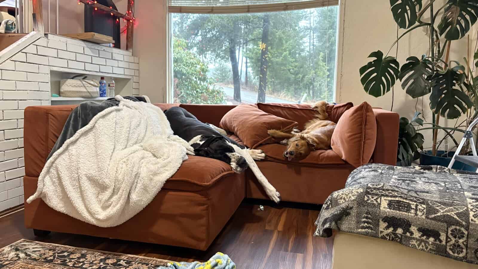 Loving Great Dane image 3