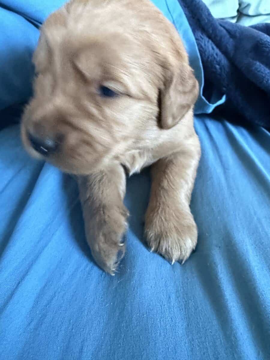 Golden Retriever Puppies image 5