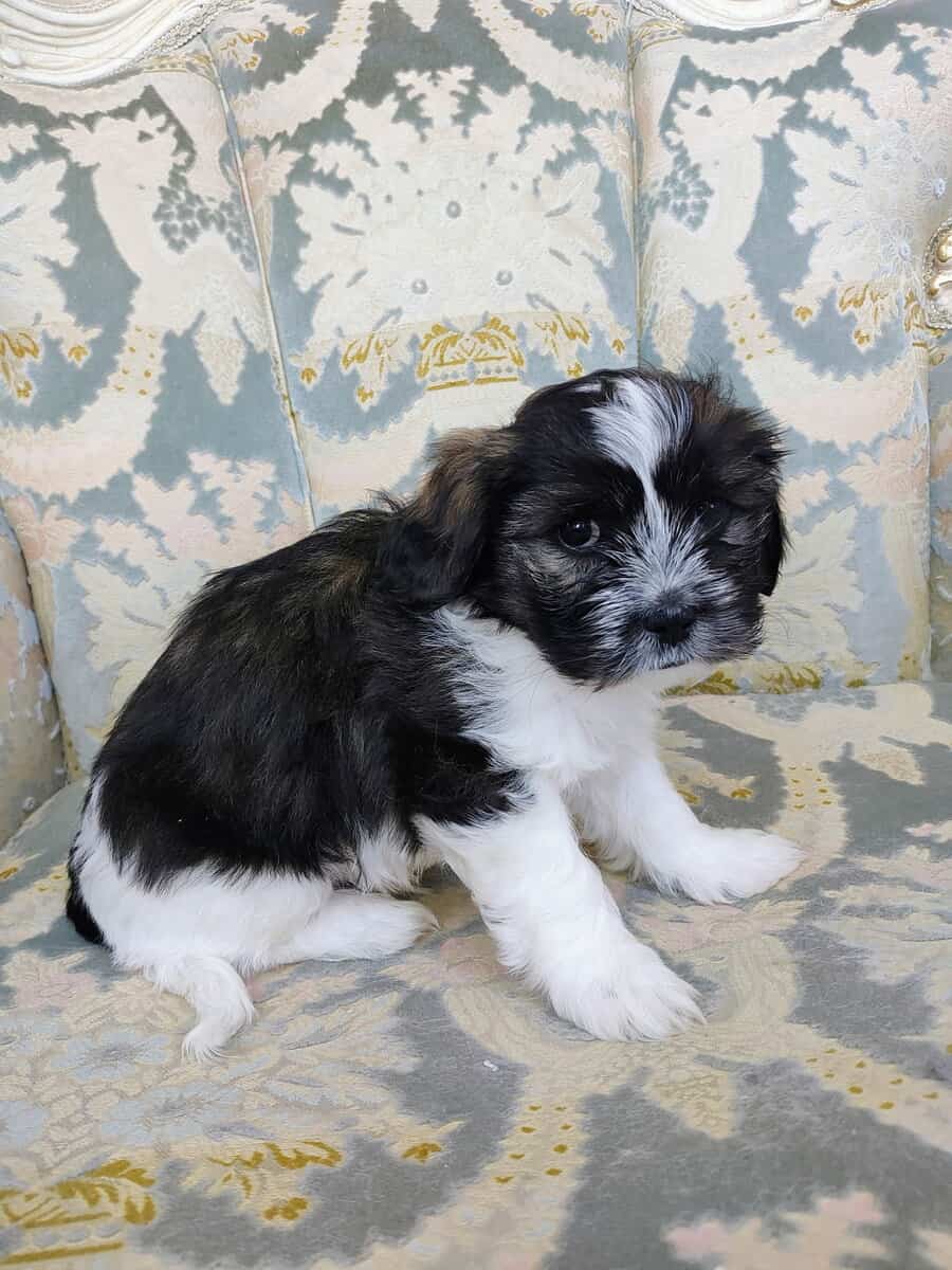 Shih Tzu puppy image 4
