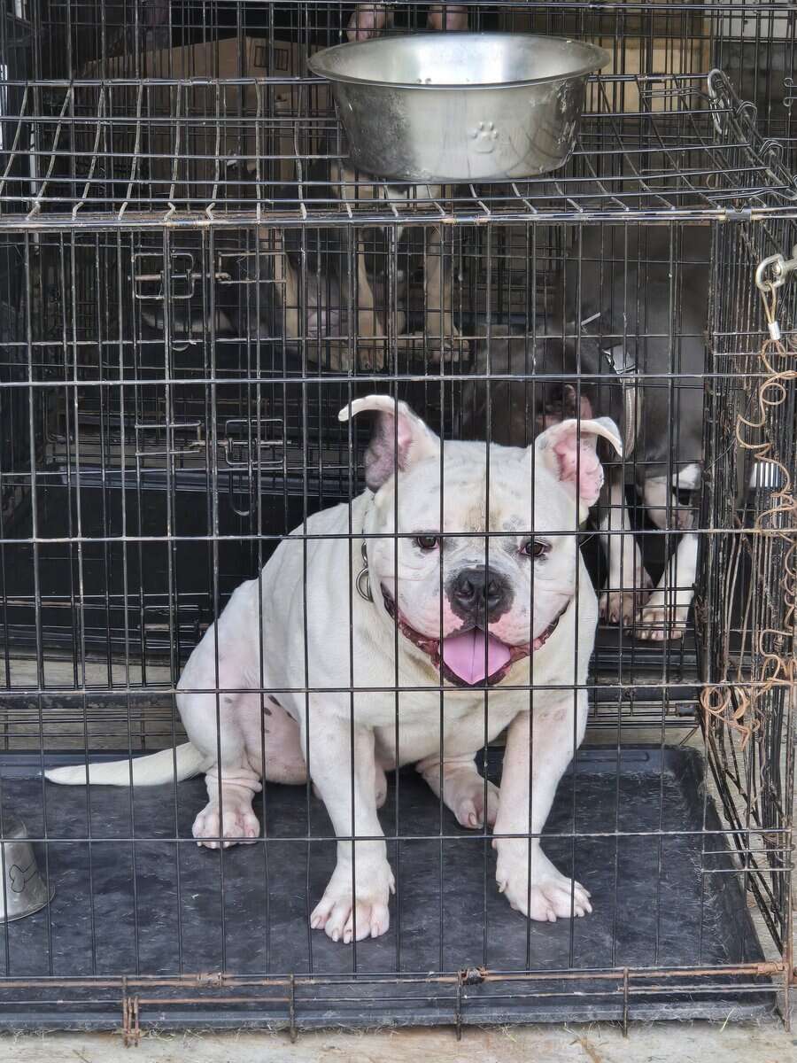 2 (M) American Bullies available to STUD!! image 1
