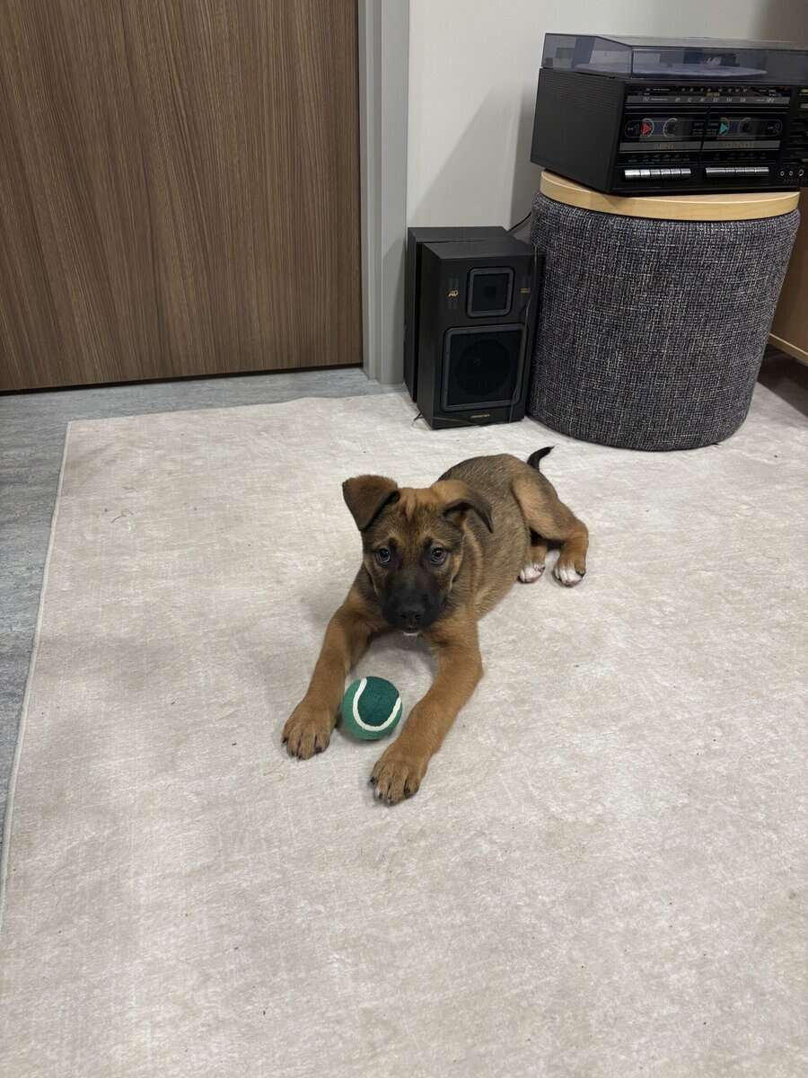 Puppy in need of a loving home ASAP image 2