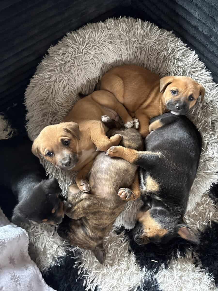 4 Puppy Girls image 1