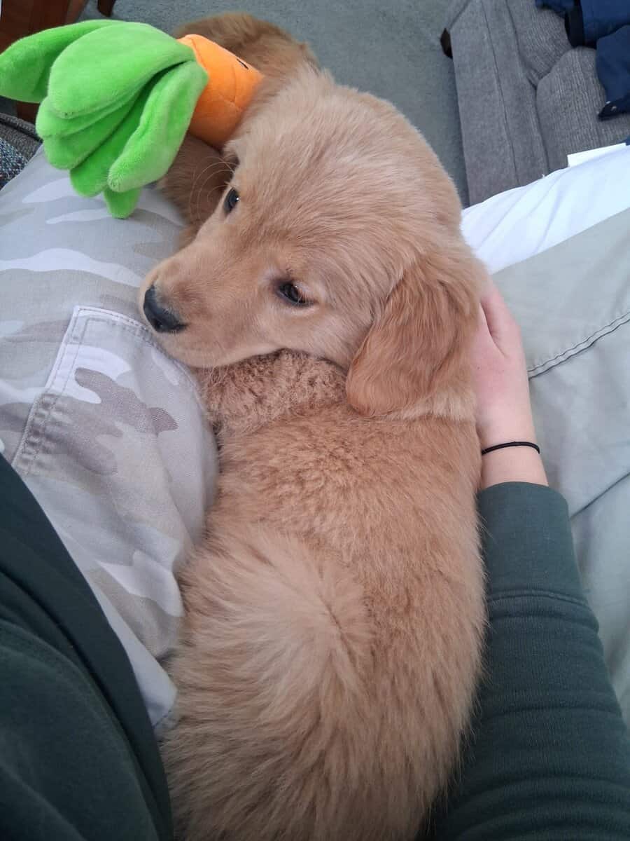 Golden Retriever Puppy image 2