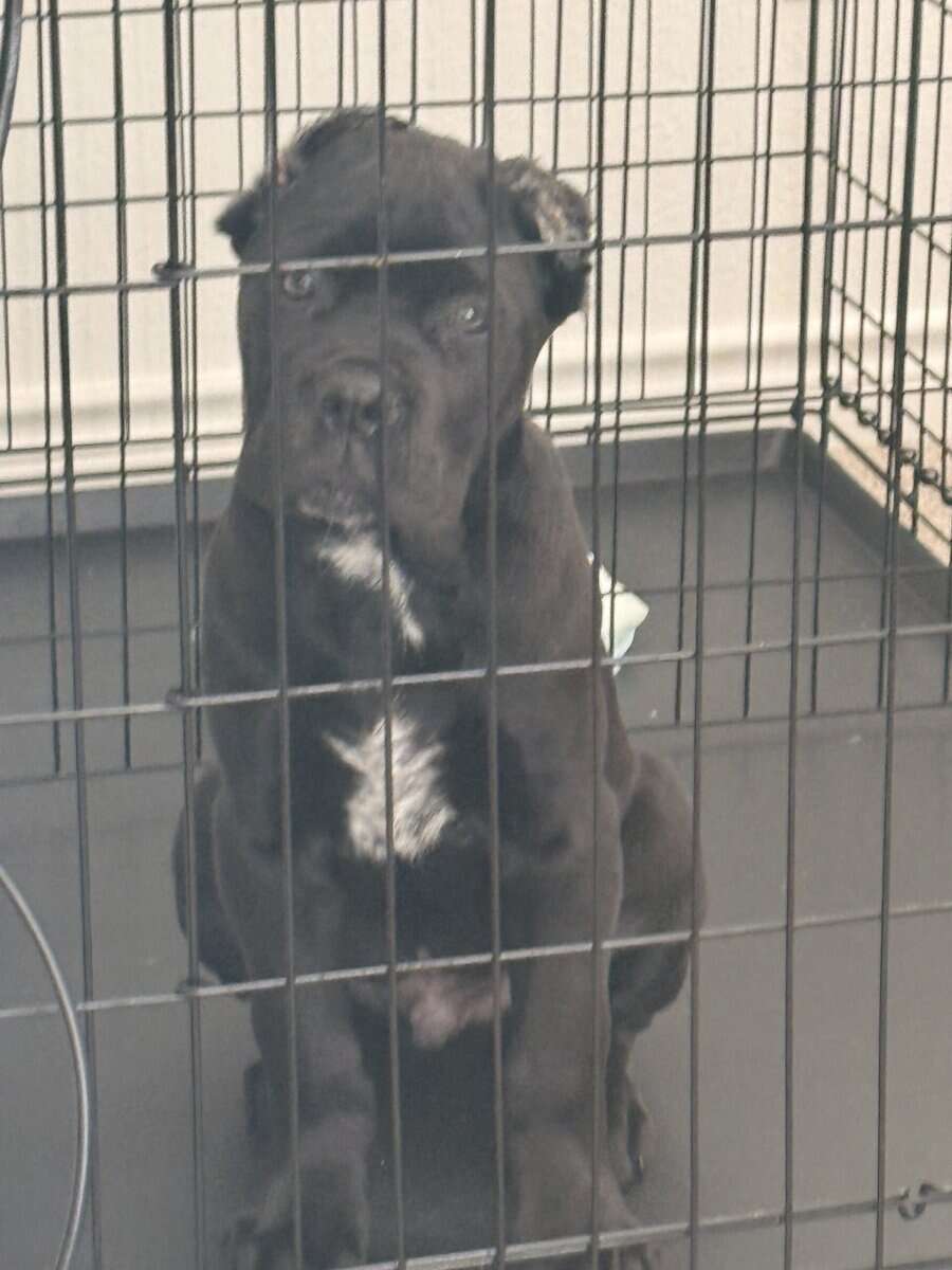 Cane corso for sale! image 1
