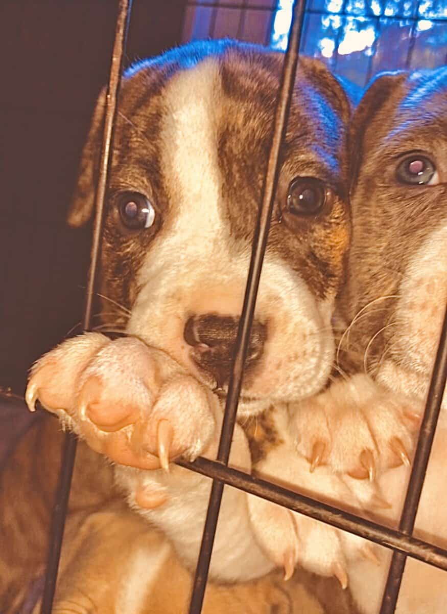 PitBull Puppies image 3