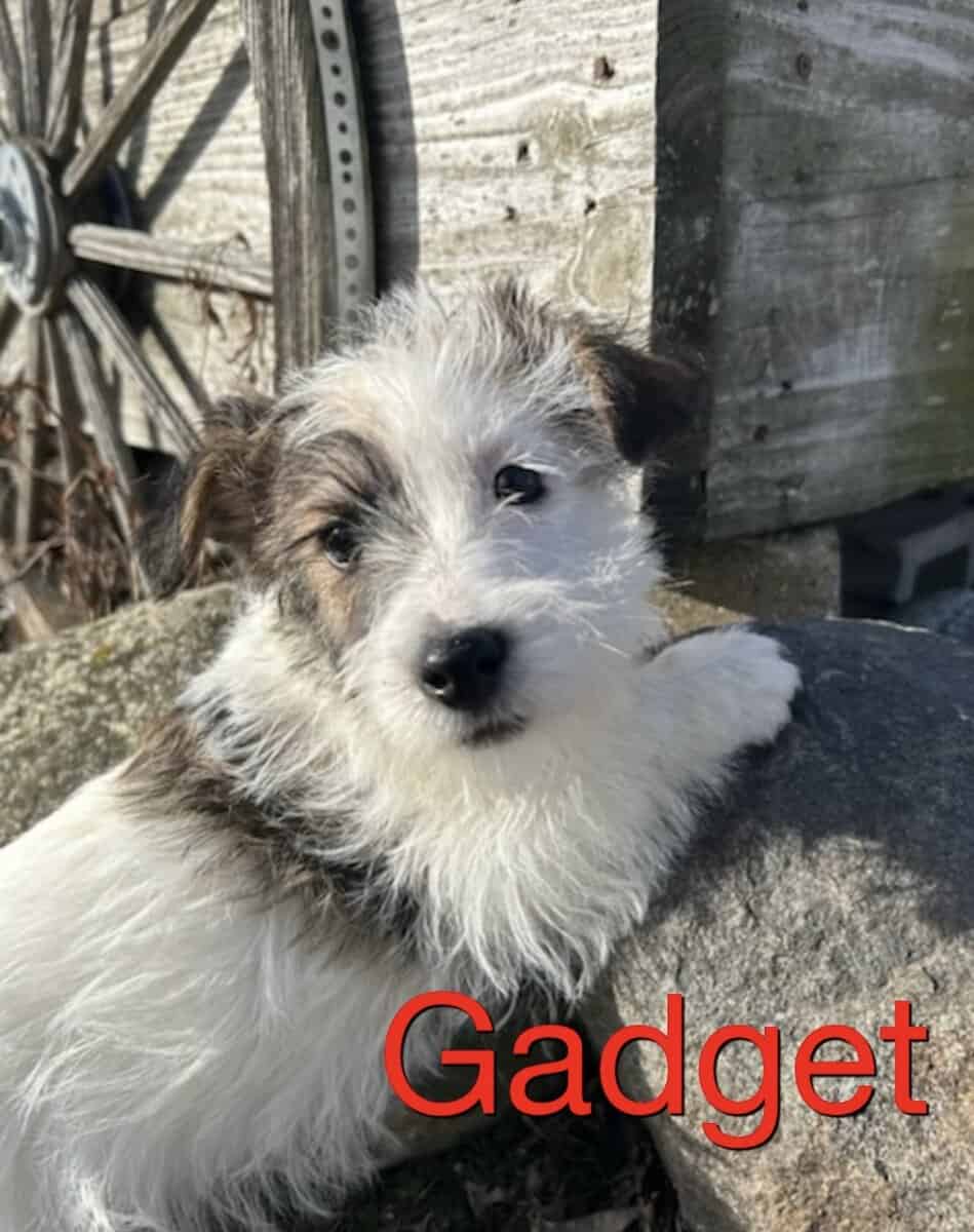 Jack Russell Terrier mixed pups image 3