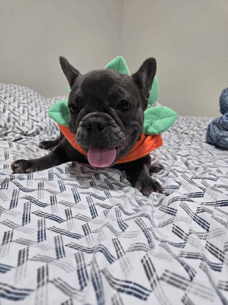 French bulldog image 7