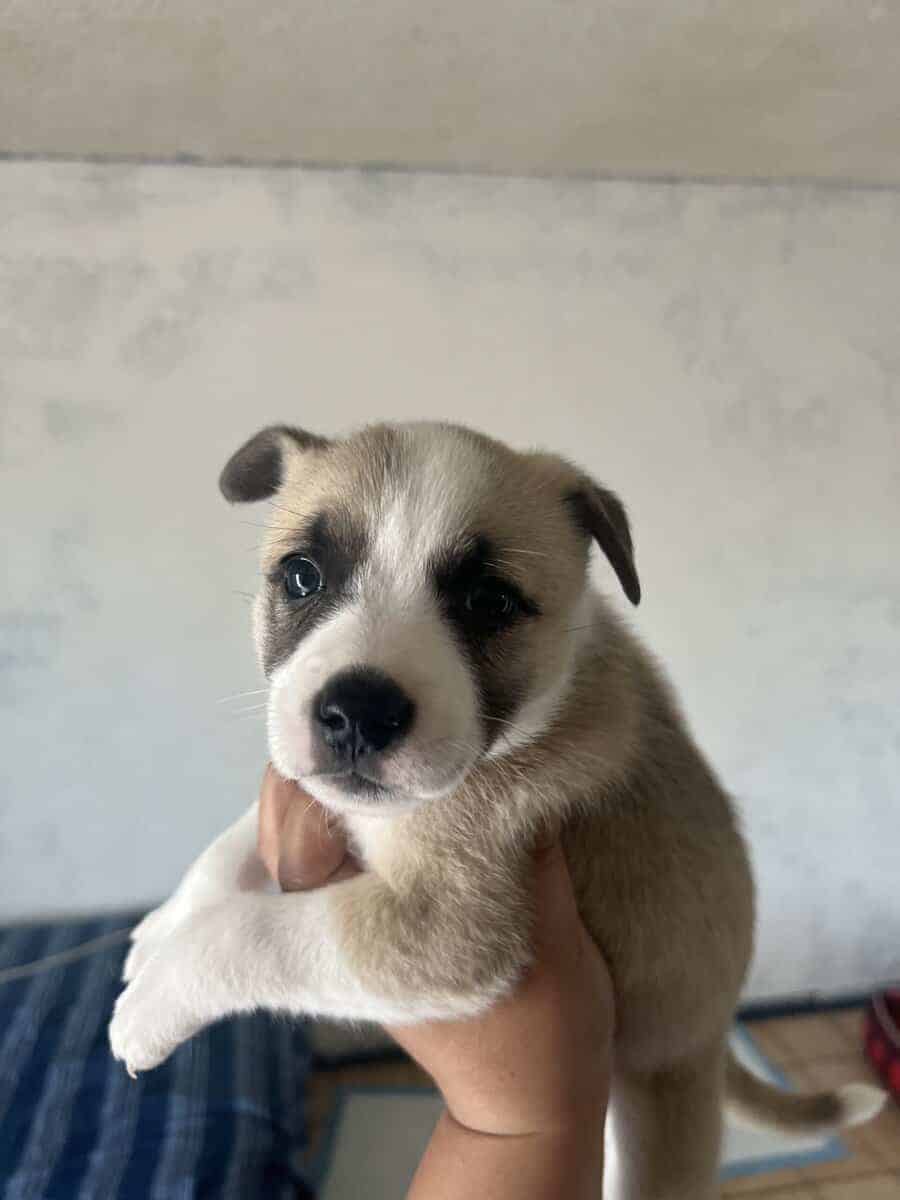 Mixed pitbull image 5