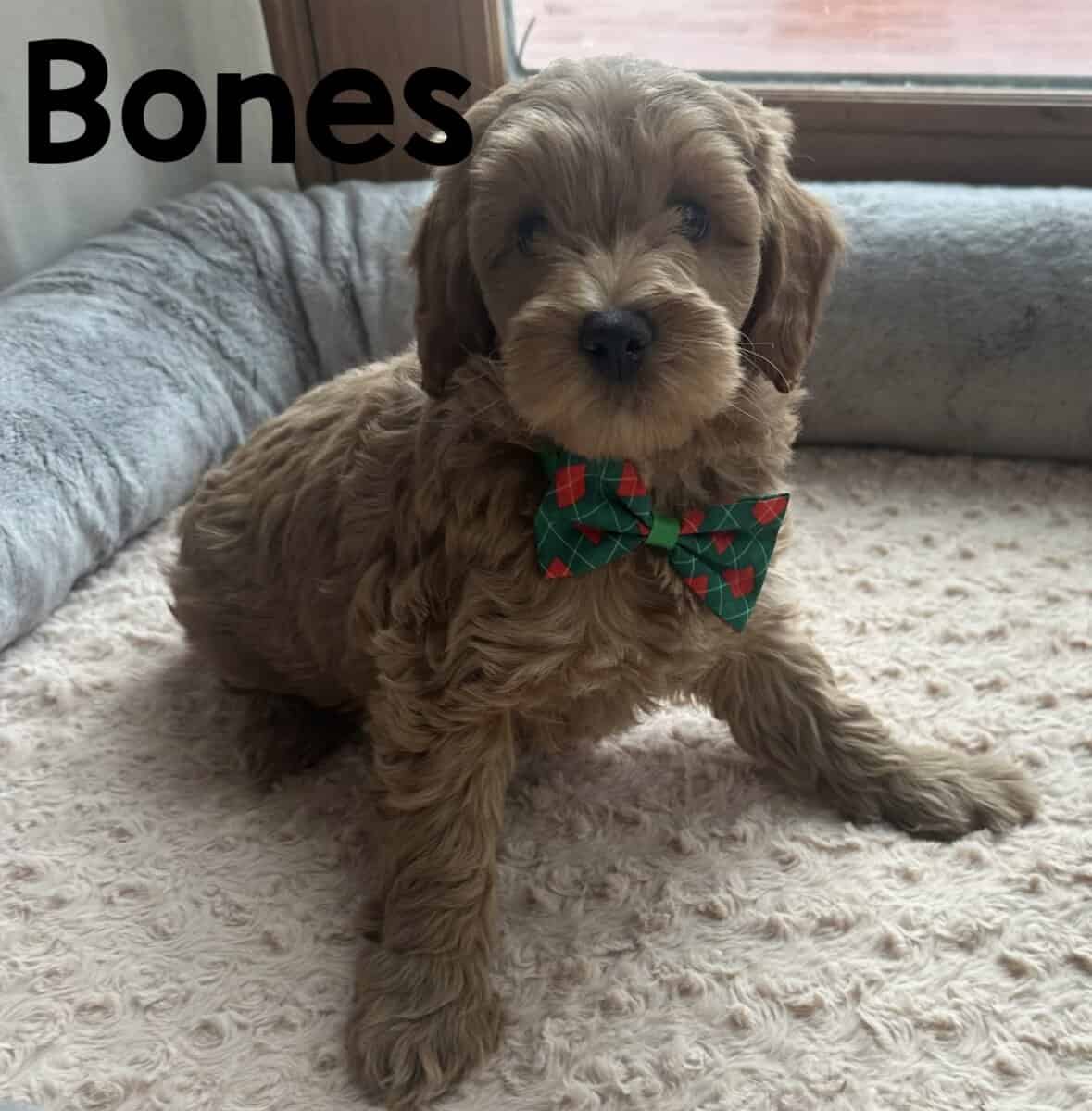 Mini Goldendoodles image 8