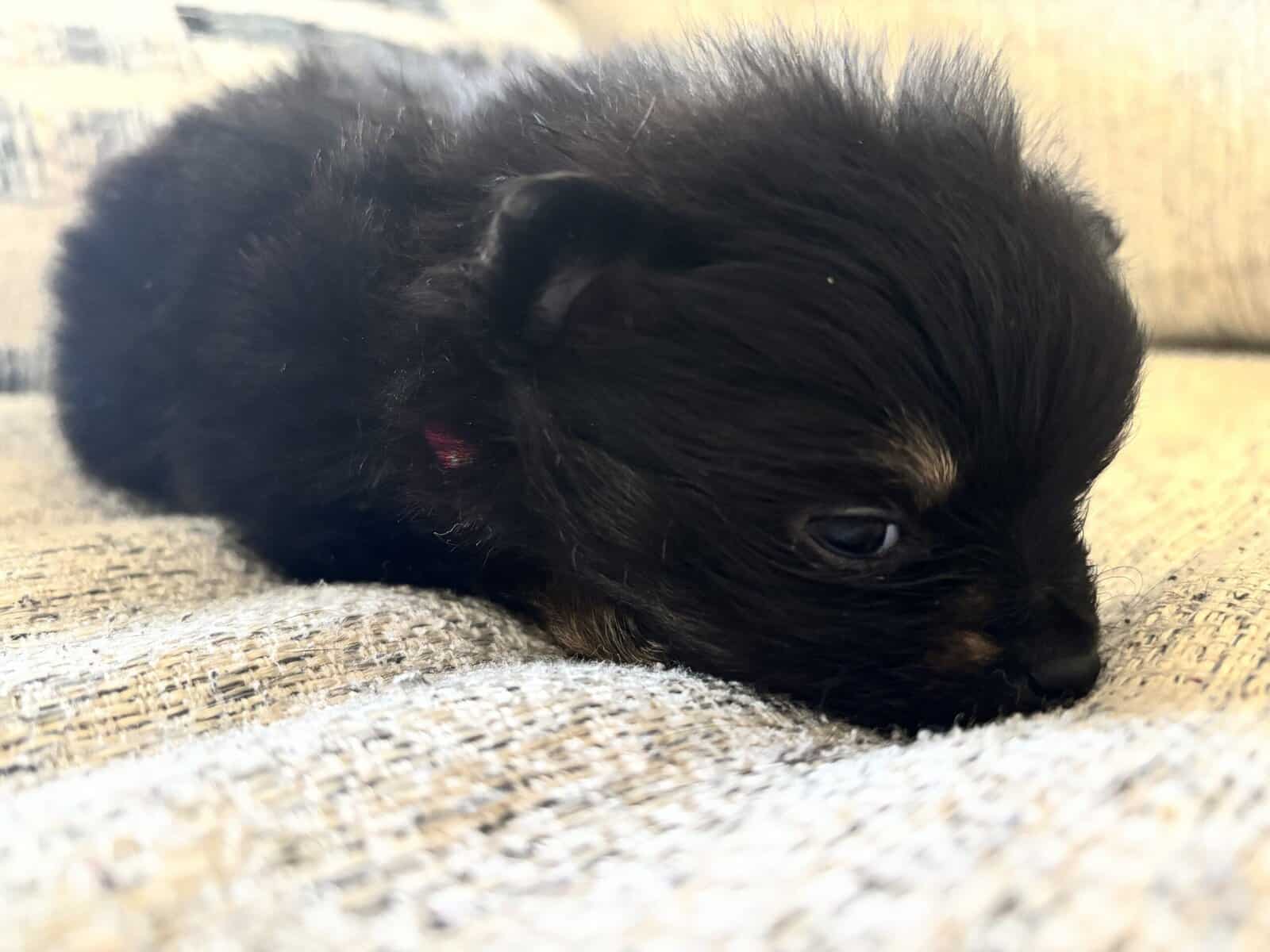 Pomeranian Puppies image 6