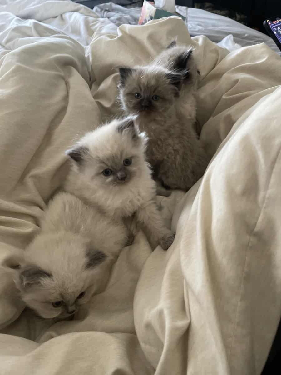 Adorable kittens image 1