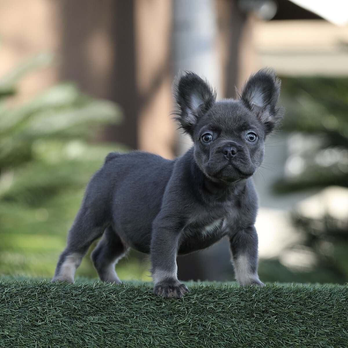 French Bulldog image 1