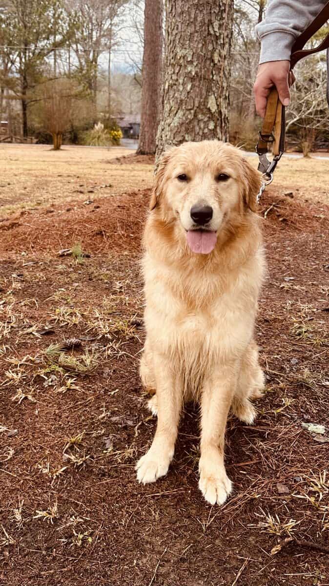 Golden Retriever image 9
