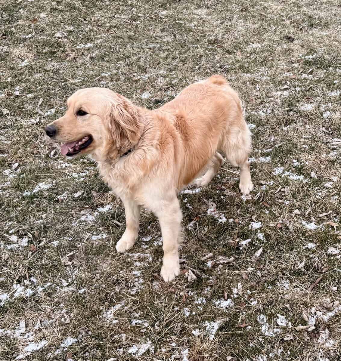 Golden Retriever Adoption image 2