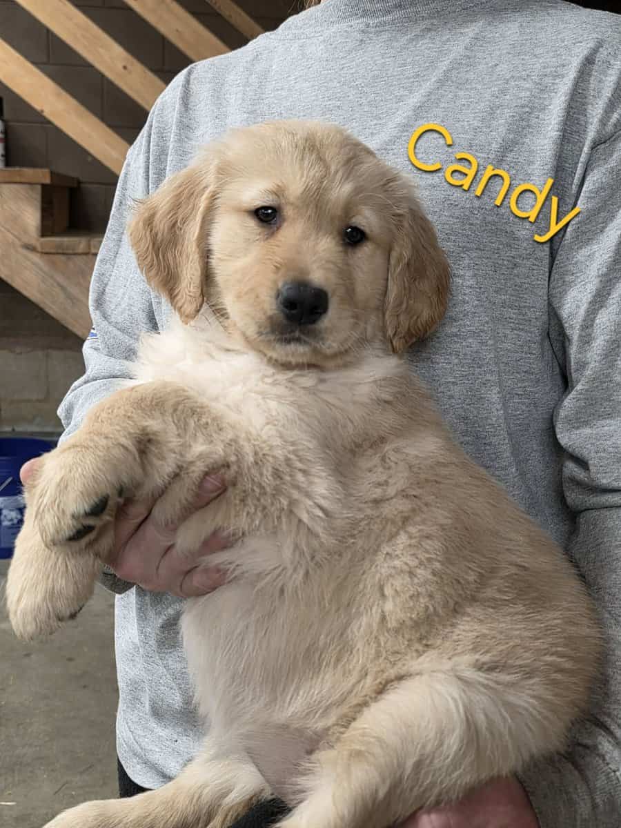 AKC Golden Retriever Puppies image 6