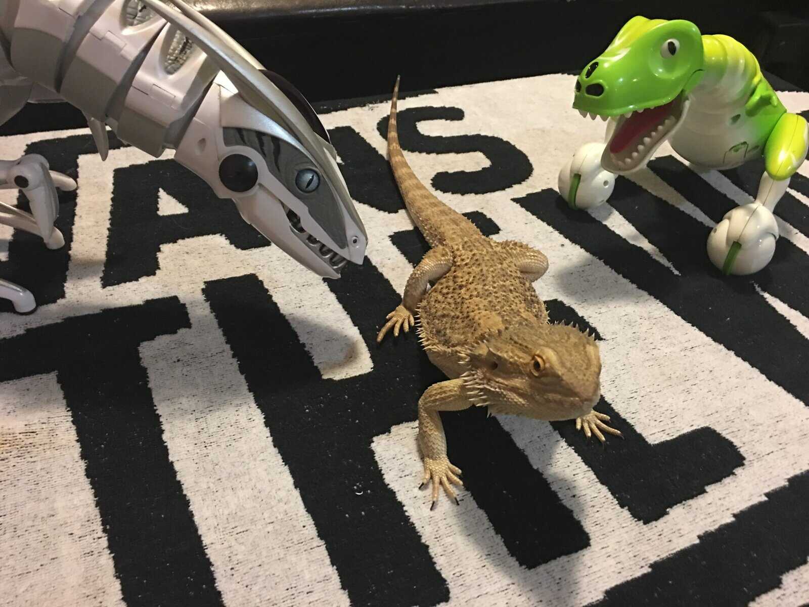 Beautiful Male Bearded Dragon for Sale image 4